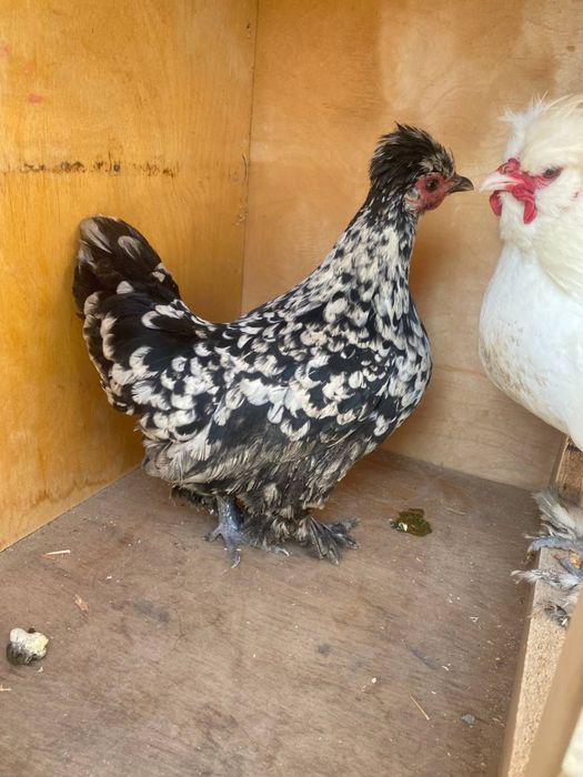 Япон хуроз мокиёни билан 250минг