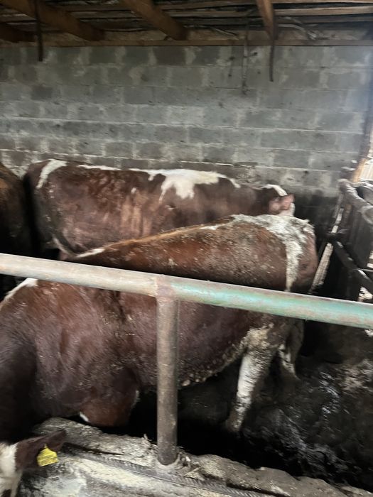 Продам крс 9 голов