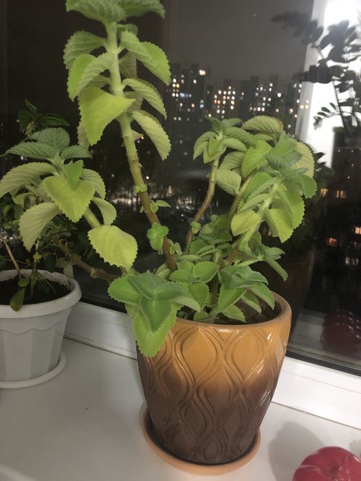 Продается мята в горшочке.