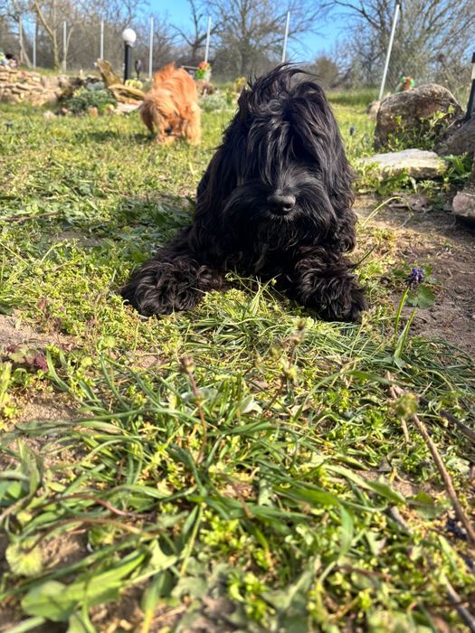 Продавам кокер - лагото