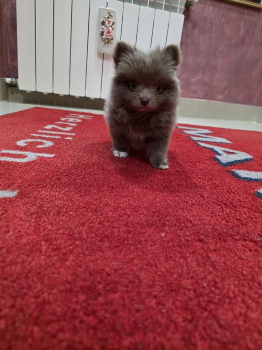 Pomeranian mini mascul
