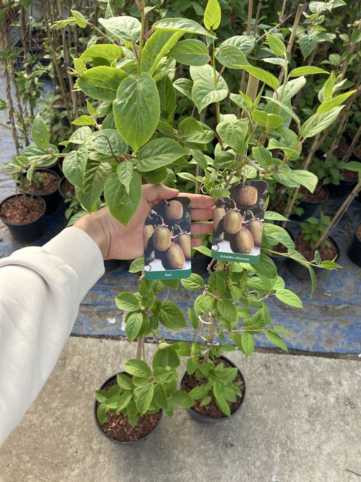 Kiwi (Actinidia chinensis) Aclimatizat