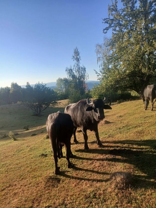 Vând taur de bivol și unu de vaca