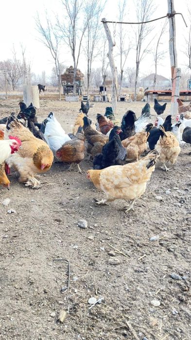 Үй тауықтары сатылады