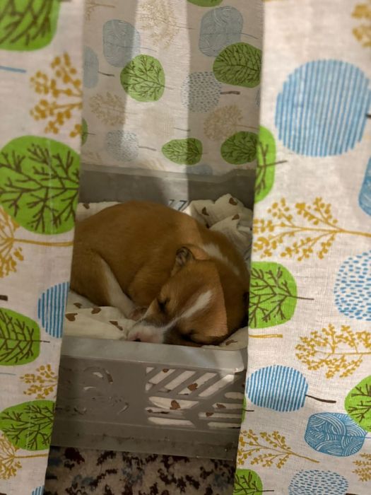 Щеночек, породу не знаем