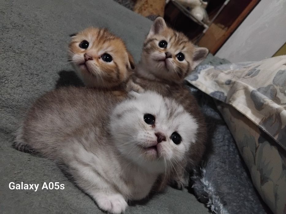 Продаются шотланские котята