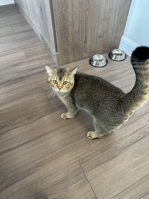 Котенок 1год. Мальчик. Британская шиншилла