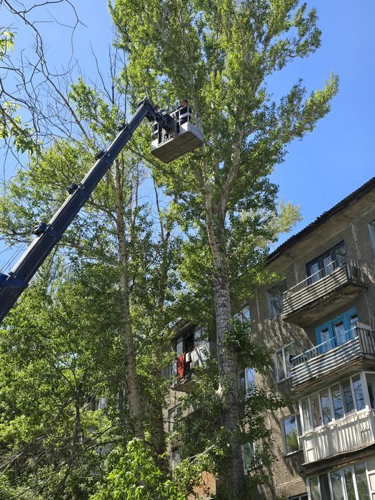 Спил дерева Спил деревьев