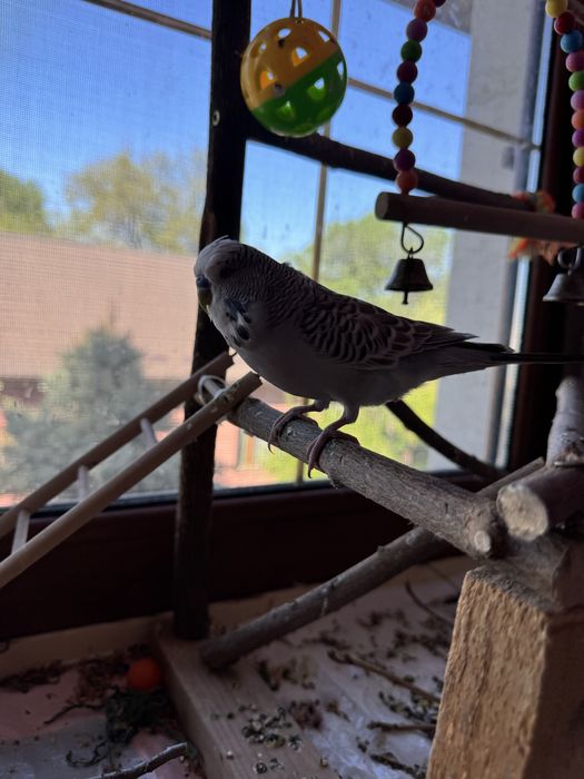 Попугай выставочный