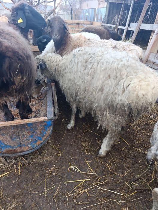 Матка монгольская с ягненкам