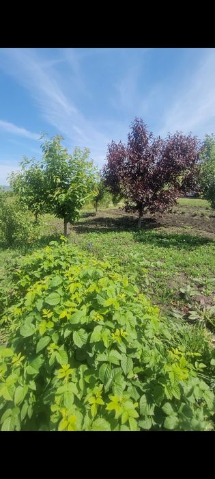 Vand teren intravilan Colonia Sopor 60 € mp , Cluj-Napoca.