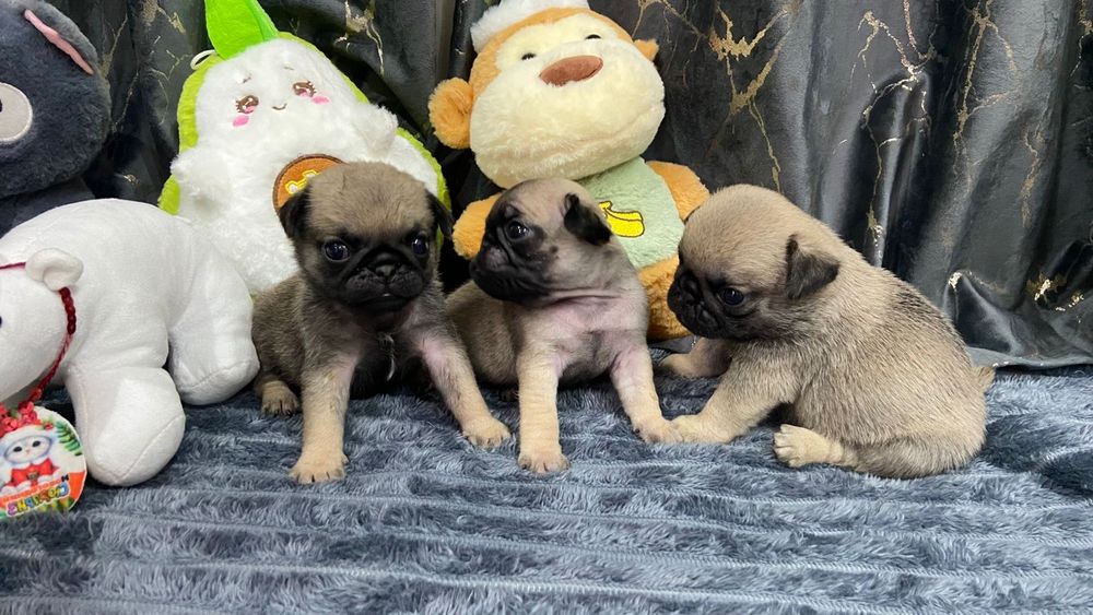 Очаровательные щенки мопса.