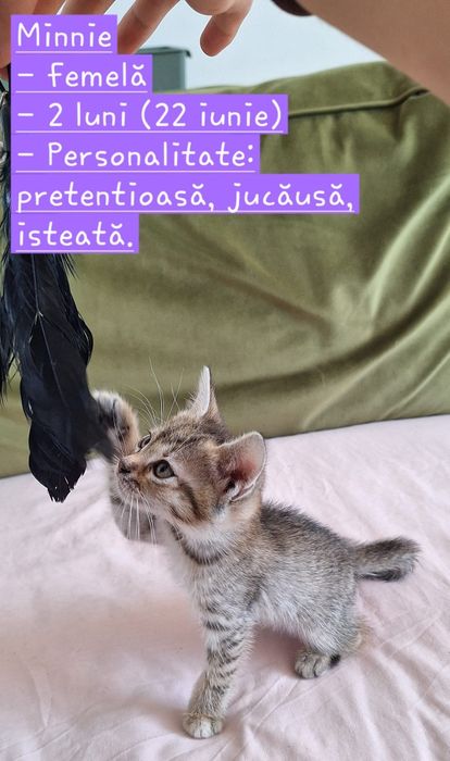 Pisici spre adoptie