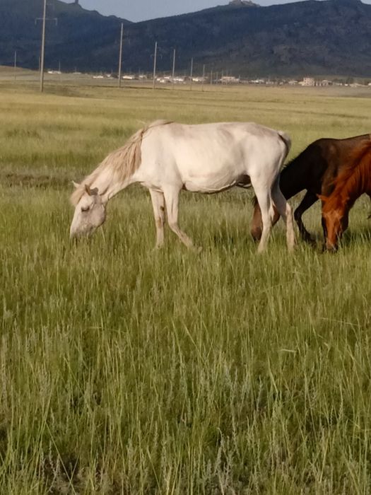 Бәлен қаншықтар