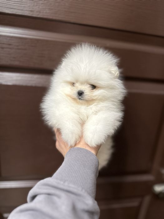 Мини Померан.