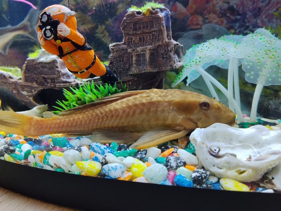 Пылесос парчовый