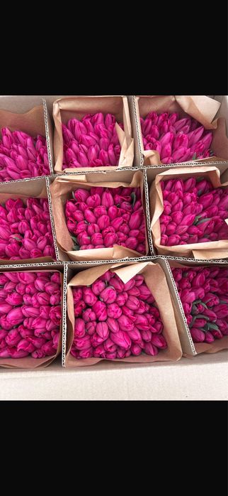 Тюльпаны по 690 премиум