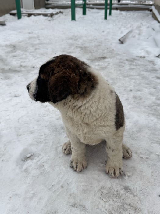 Продам щенка тобет