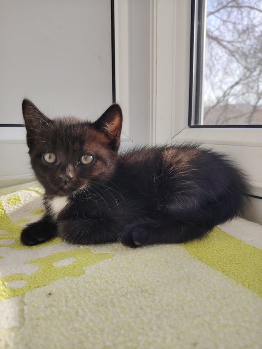 Пристраиваются девочка примерно 2 месяца