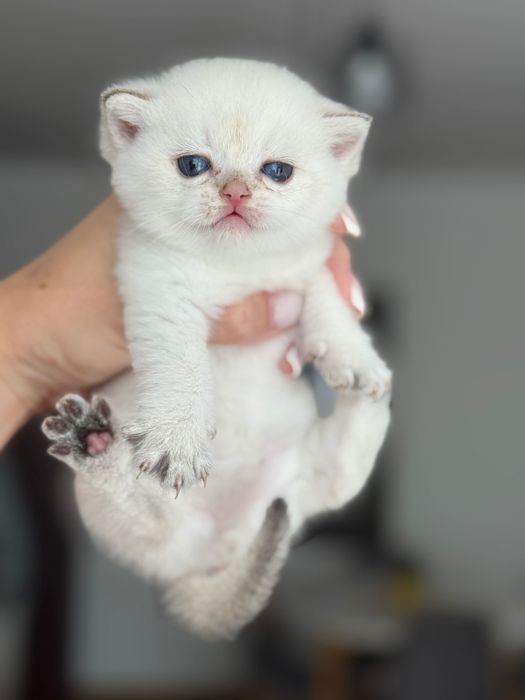 Малки британски котета