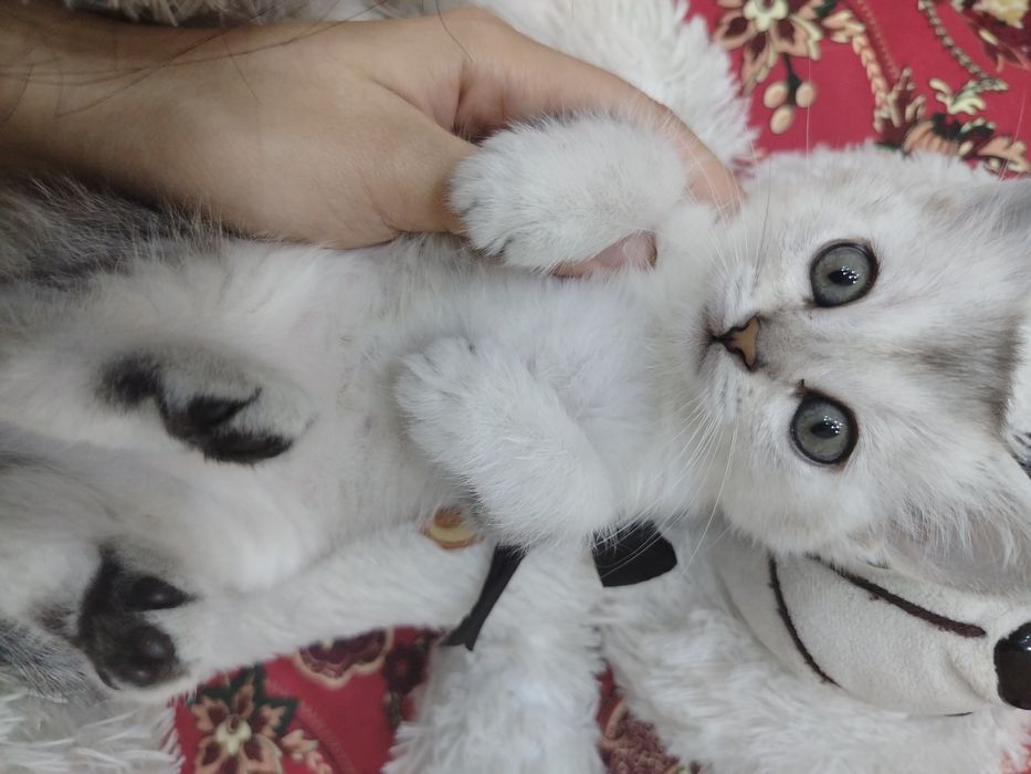 Котята пародистые