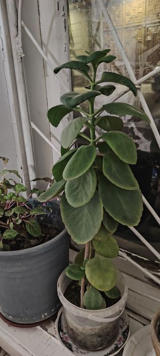 Gullar sotiladi xonaki gullar