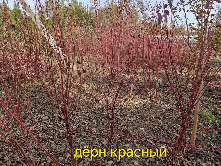 Нандина, Бересклет крылатый, Дёрен красный, Ель канадская, Скайрокет.