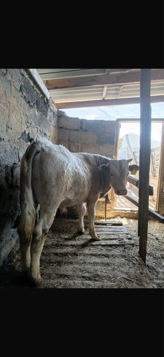 Бычок 11 месяцев, на откорм