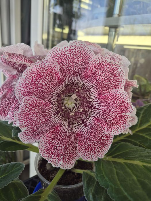 Продам глоксинии