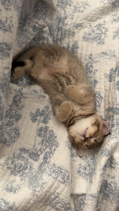 Британский котенок шиншилла