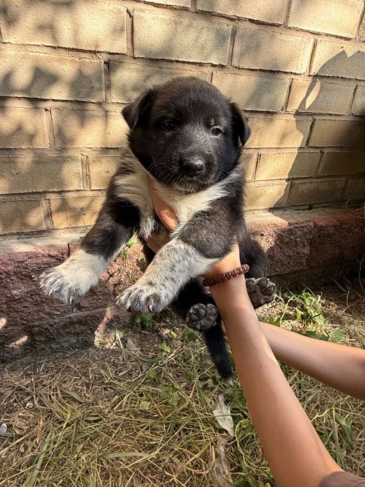 Бесплатно щенята