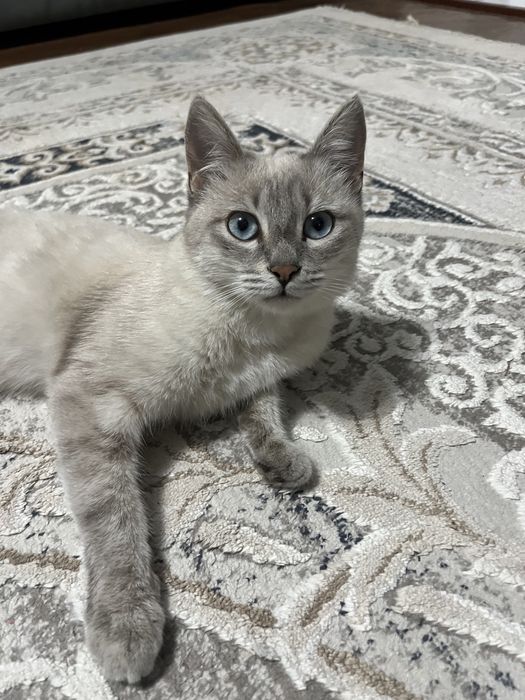 Кот в добрые руки/ бесплатно