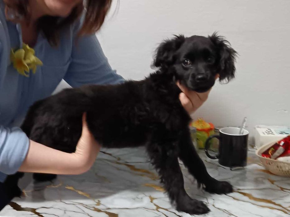 Продам щенка английский кокер спаниель
