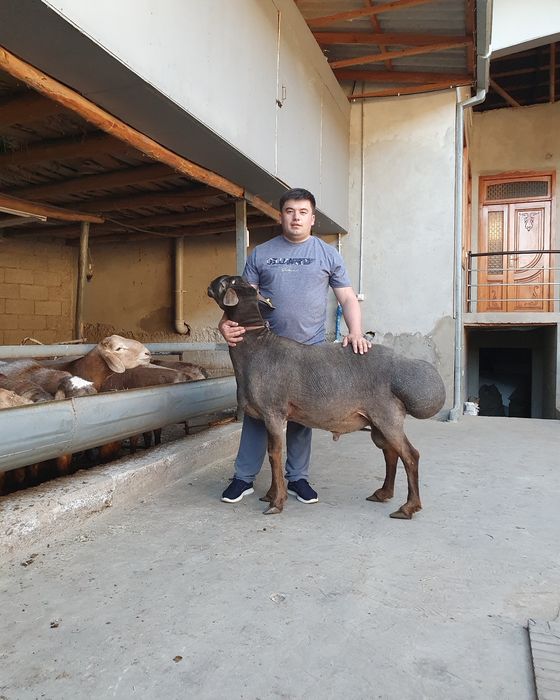 Семиз куйлар бор