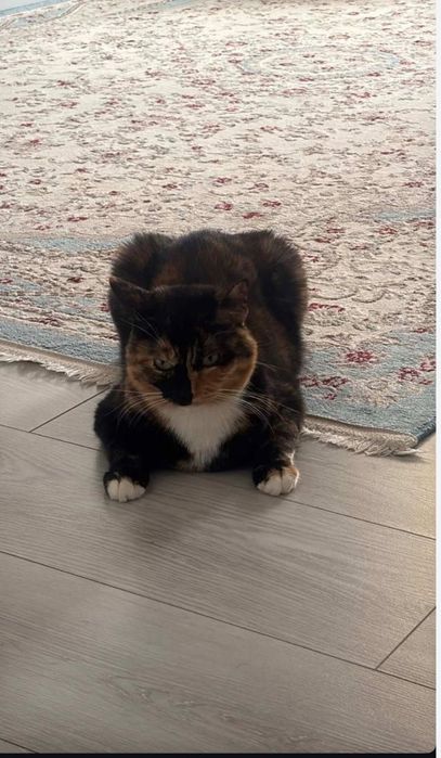 Отдам кошку в хорошие руки