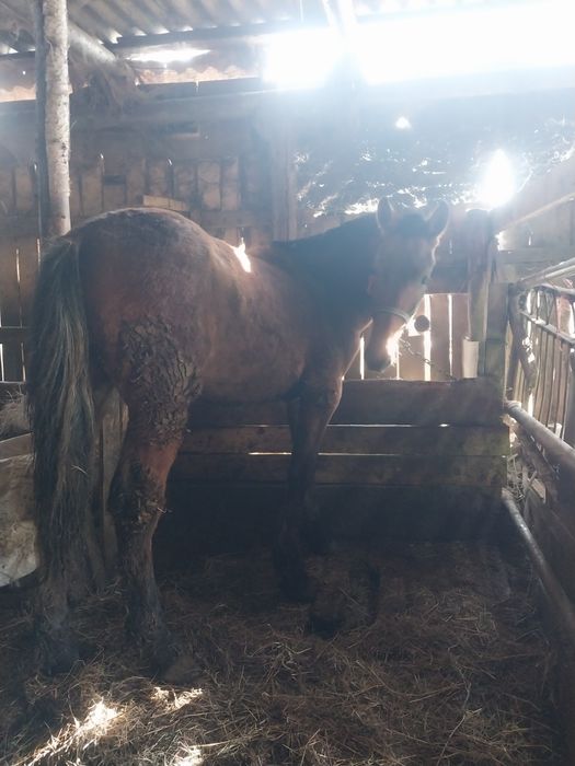 Продам жеребчика полтарашку