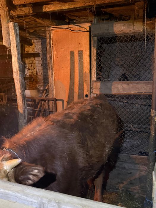 Выгодно! 7 годовалых бычков, торг уместен