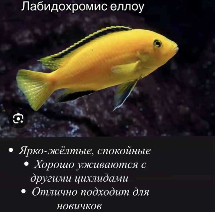 Рыба аквариумные