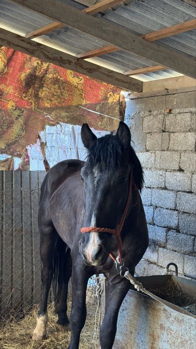 Айғыр сатылады 3 жасар