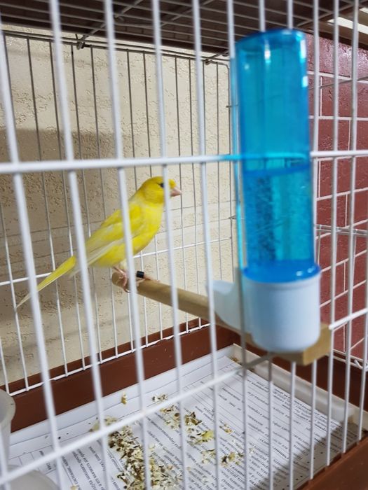 Продаются канарейки (кенары)