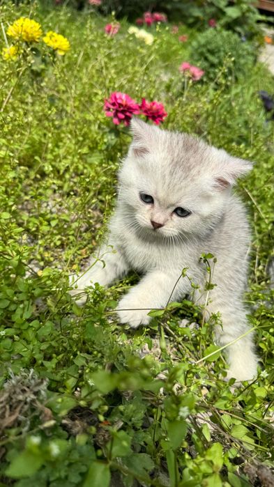 Продаются котята,шотландские скоттиш фолд и страйк