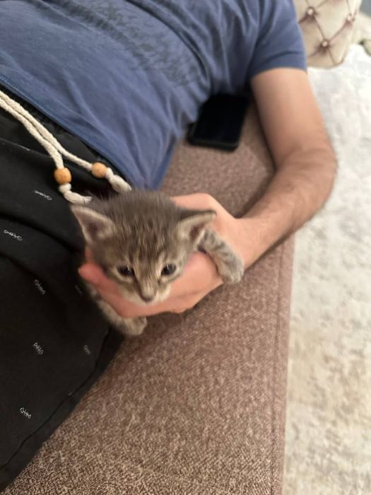 Отдаются котята в добрые руки