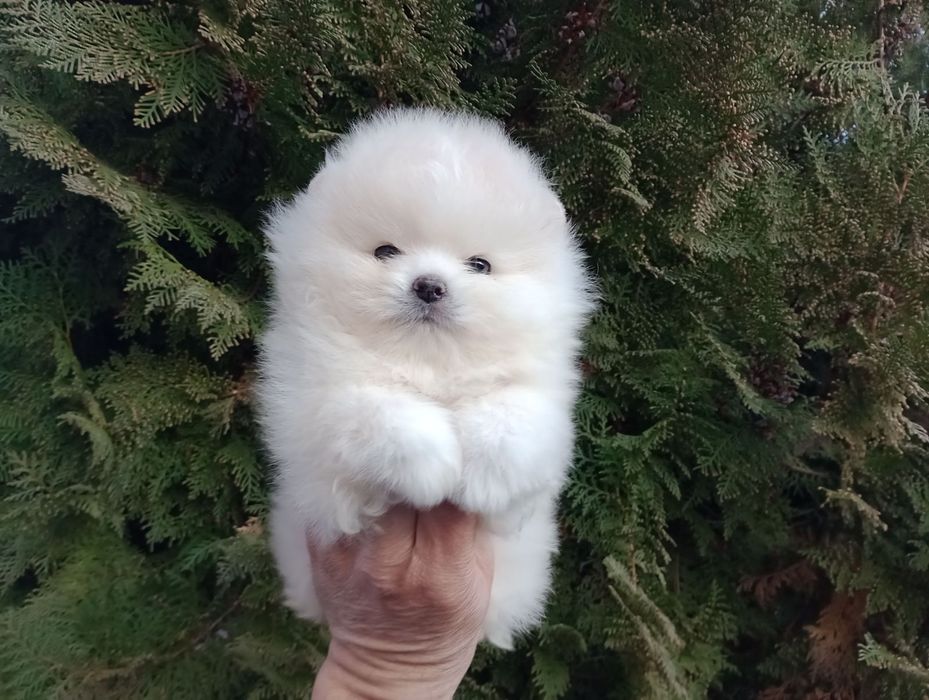 Померан. Мини момче.