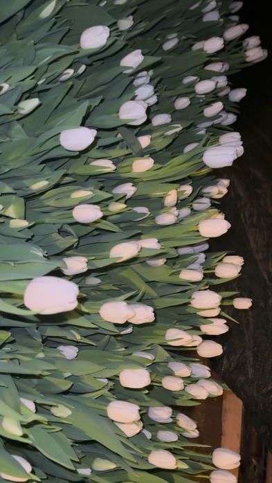 Продам тюльпаны оптом