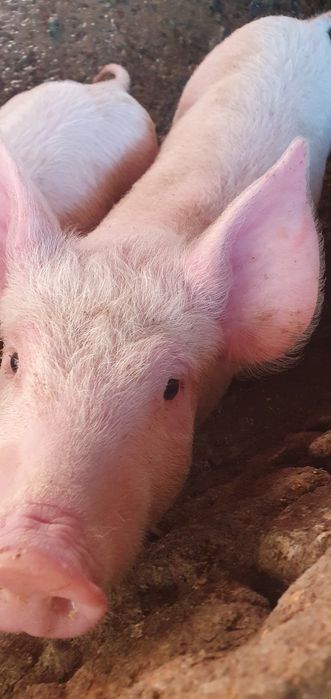 Продаваме малки прасенца