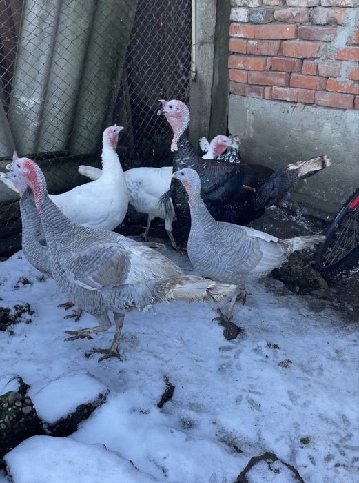 Curcani de casă crescuti bio