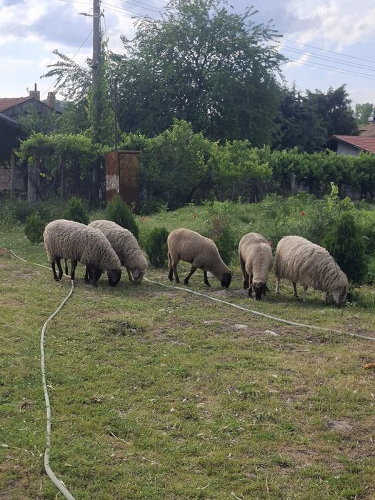 Продавам 6 овце и 1 коч
