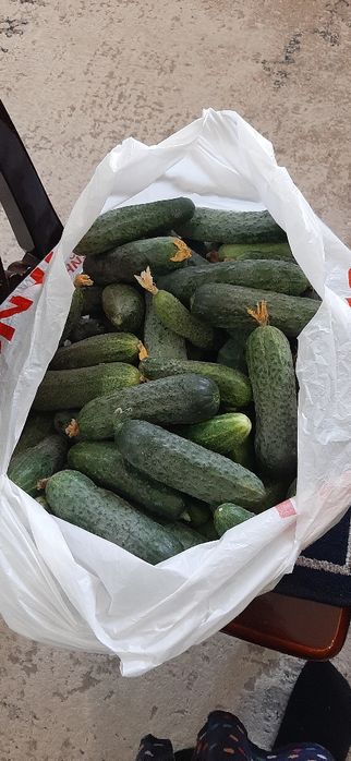 Продам домашние огурцы.  Находимся в майкудуке. Берлин.