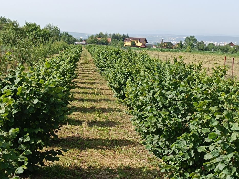 Vând alune soiuri italia