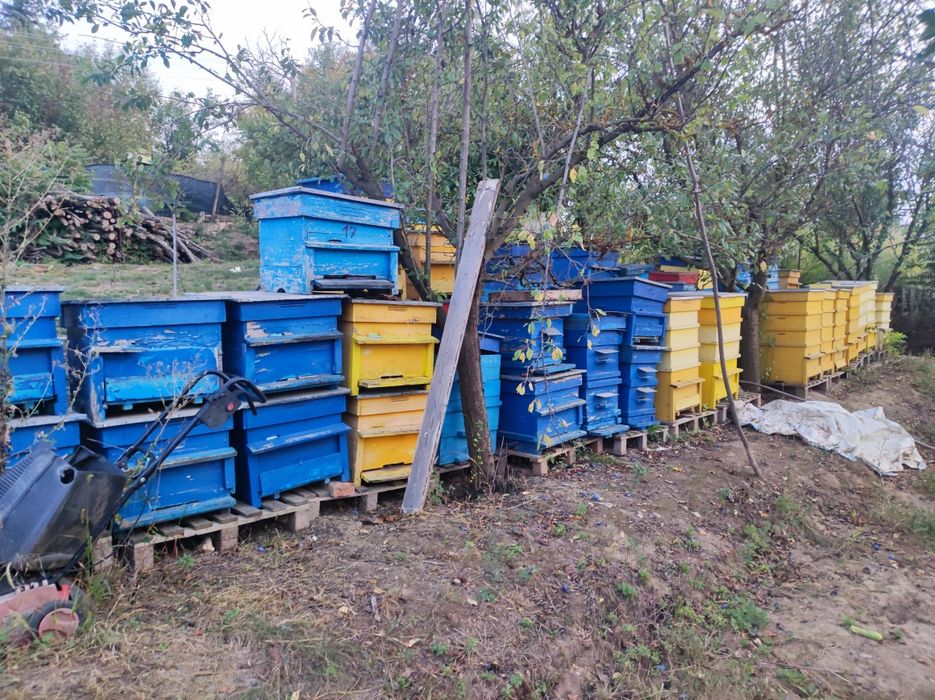 Пчелни кошери дадан блат 12рамкови